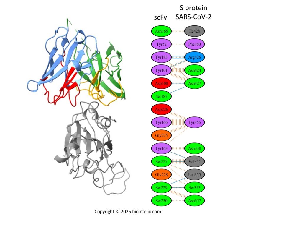 Protein docking of scFv and SARS-CoV-2 Spike RBD showing interaction at CDR and RBD residues