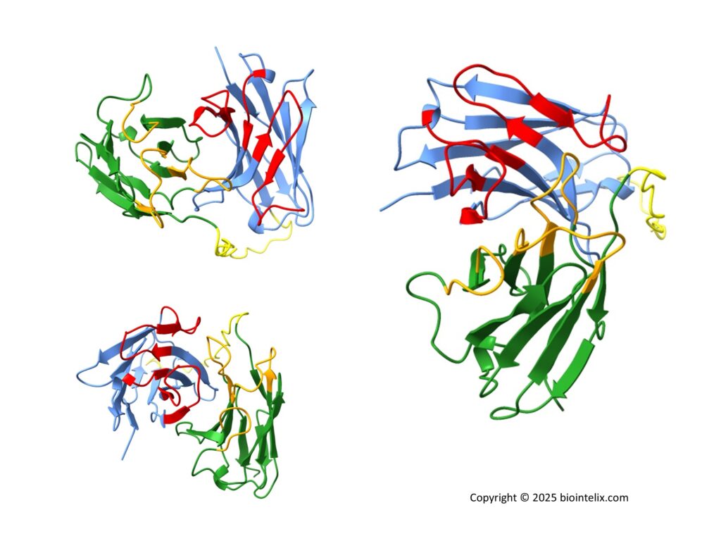 Structure Prediction of a Single-Chain Variable Fragment against spike protein