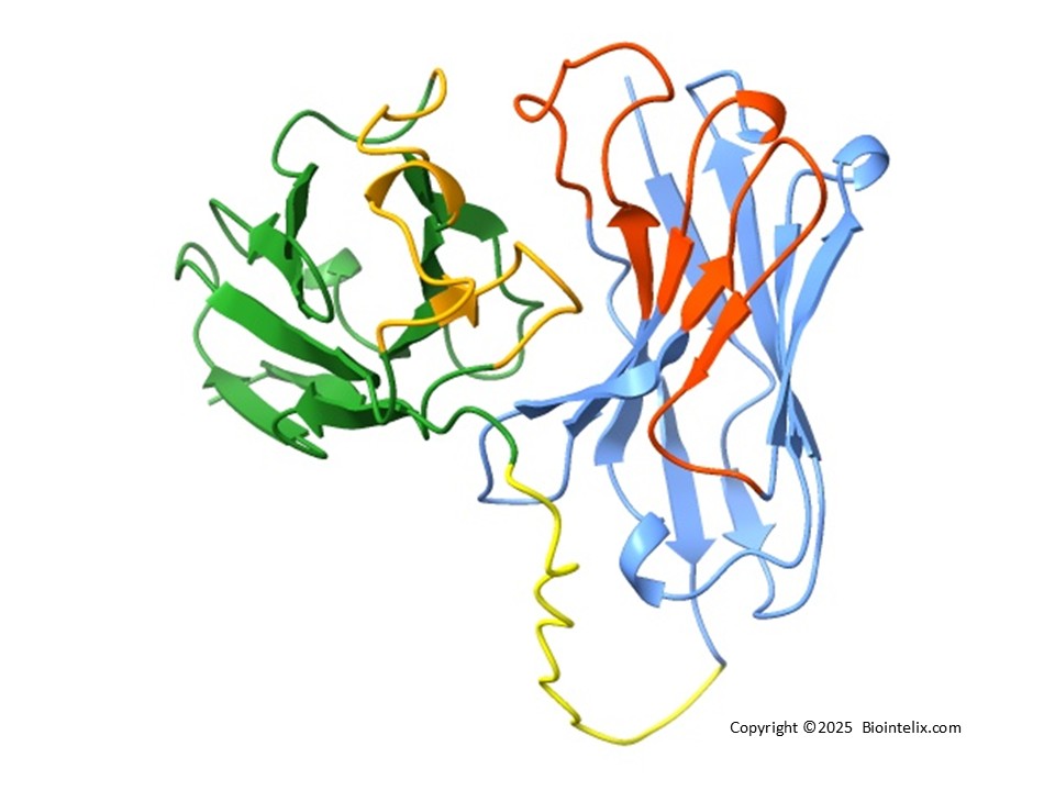 scFv antibody structure prediction