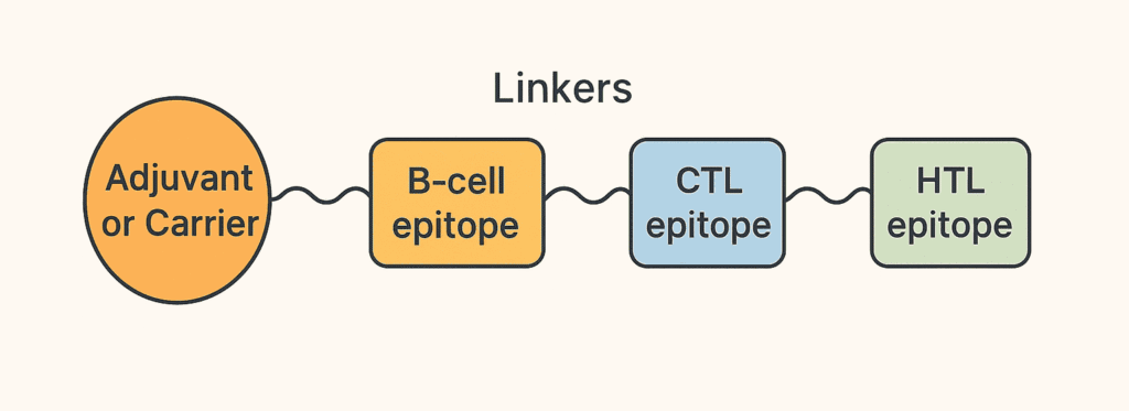 Multi-Epitope Vaccine Construct