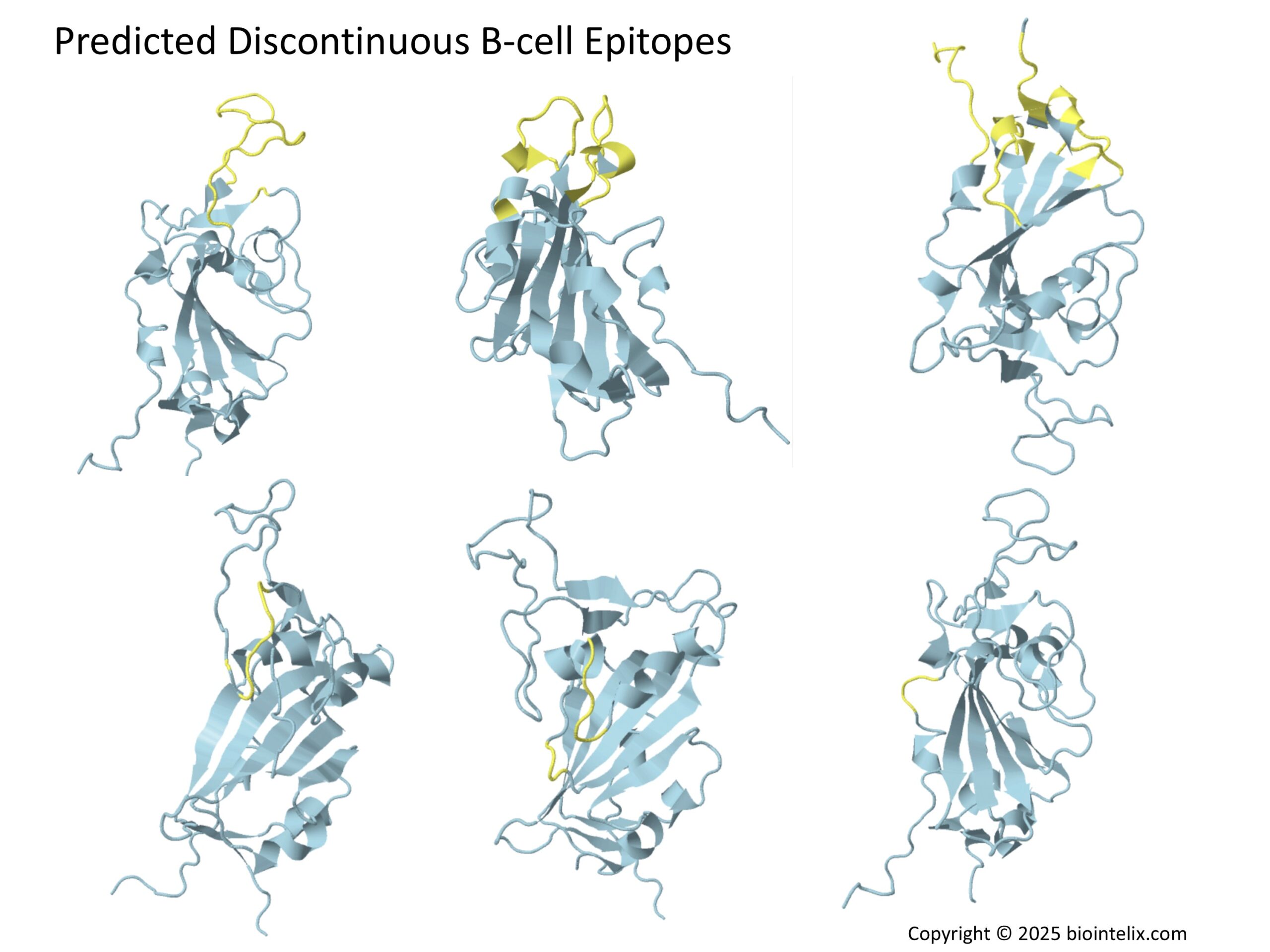 Conformational or discontinuous B-cell epitope mapping of Influenza A HA RBD using 3D structure