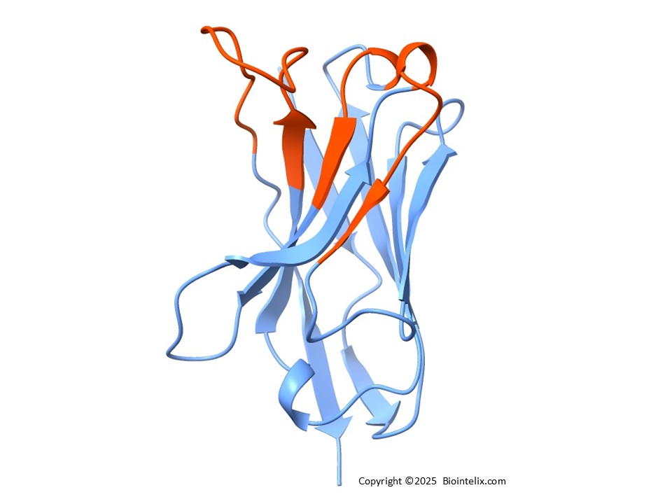Nanobody (VHH) structure with CDRH1, CDRH2, and CDRH3 highlighted